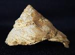 Xenophora agglutinans LAMARCK 1804 - Bild © FossNet FossilienStore